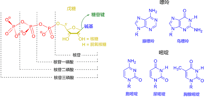 Nucleotides_zh