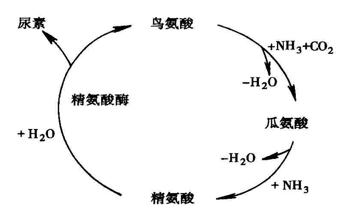 nh2_c