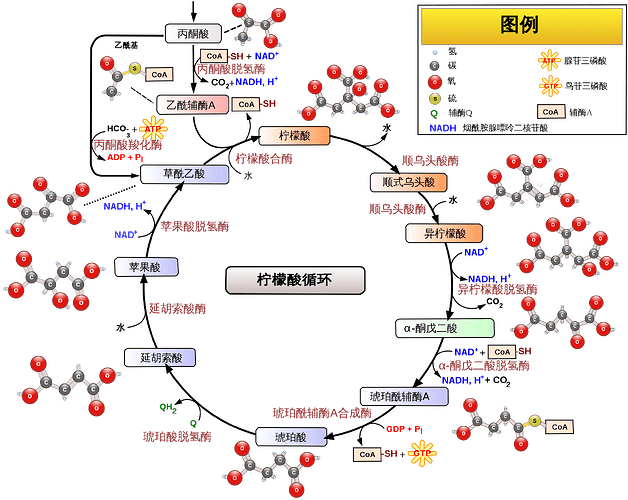 1920px-Citric_acid_cycle_with_aconitate_2_zh.svg