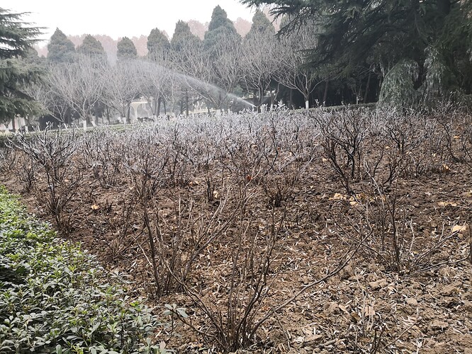 冬天溫度低於冰點時開啟自動噴水，結果把青松和其他樹給凍住了