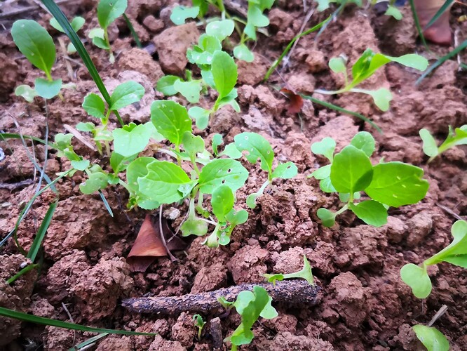 曾經在學校種植的菜（青菜）-2