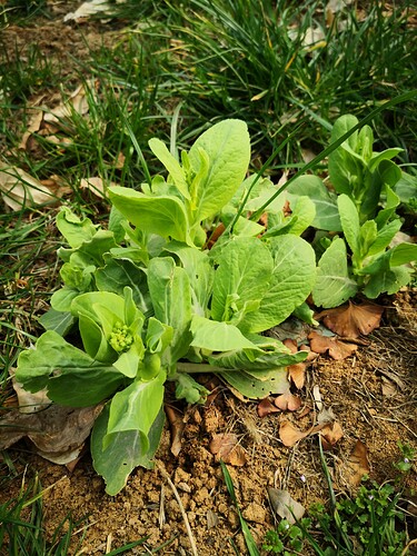 曾經在學校種植的菜（青菜）+1