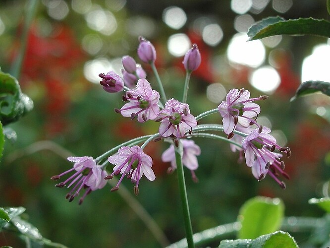 A close-up of a purple flower with droplets of water on its petals, surrounded by green leaves.  (Captioned by AI)