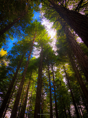 The Redwoods Whakarewarewa Forest, Rotorua