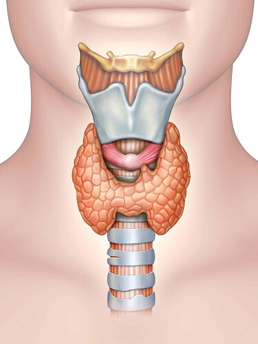 This is a medical illustration of a human neck and throat, showing the anatomy of the larynx, trachea, and esophagus.  (Captioned by AI)