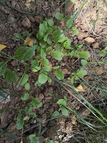 曾經在學校種植的菜（青菜）