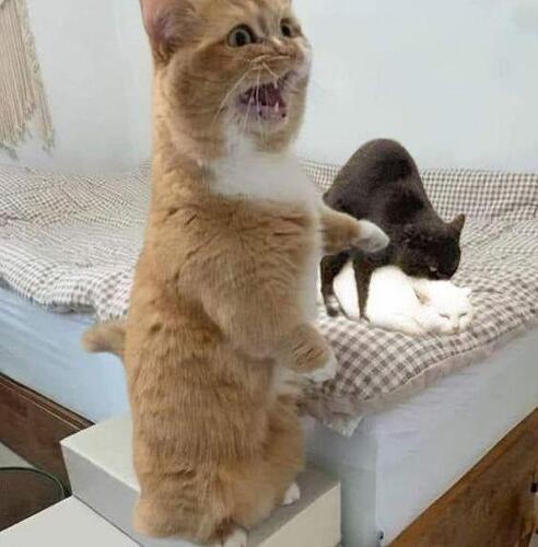 An orange tabby cat with its mouth open is standing on a box next to a black cat lying on a white cat.  (Captioned by AI)